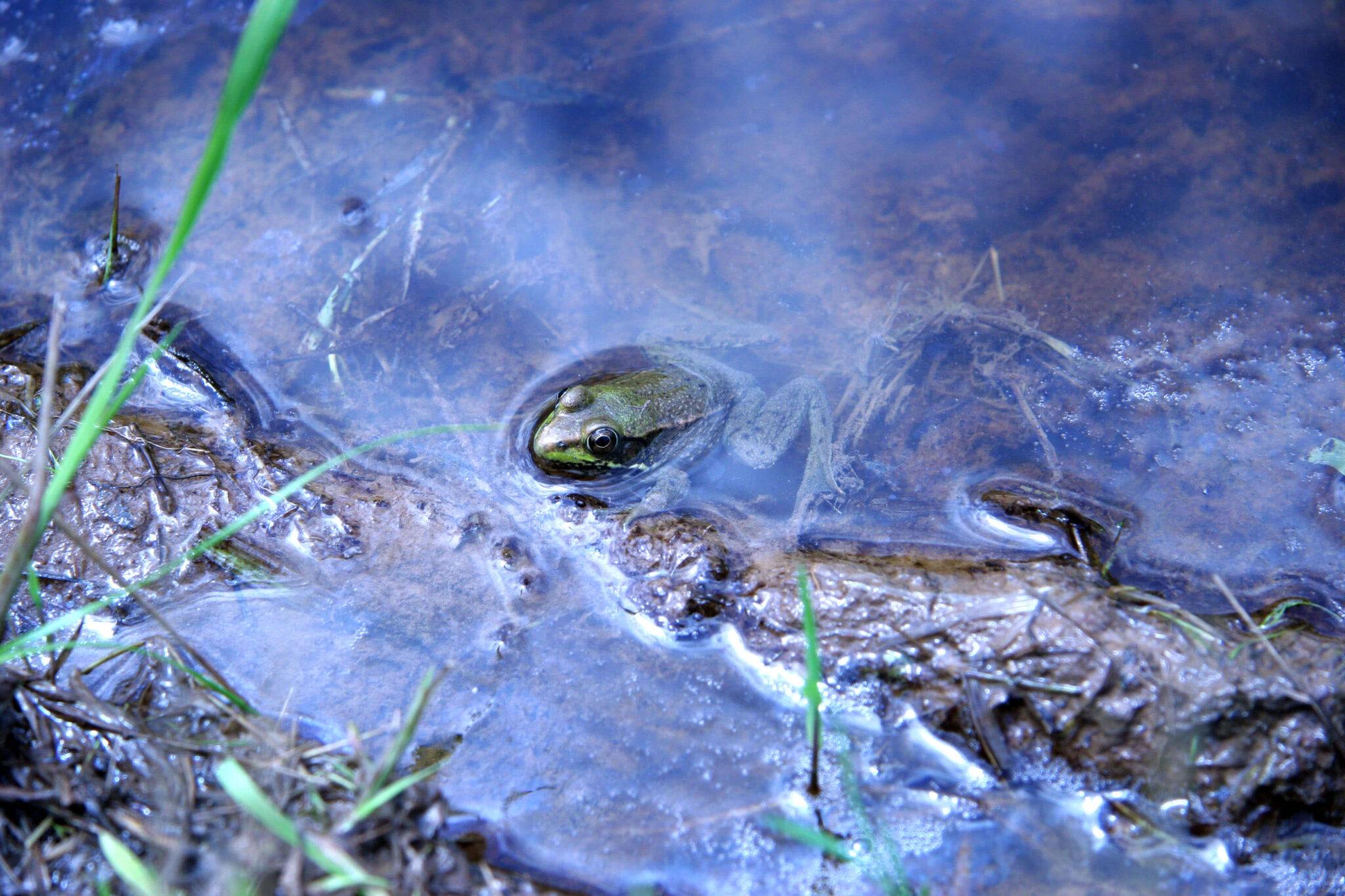 Virtual Creature Festival: Frogs and Toads - Duke Farms