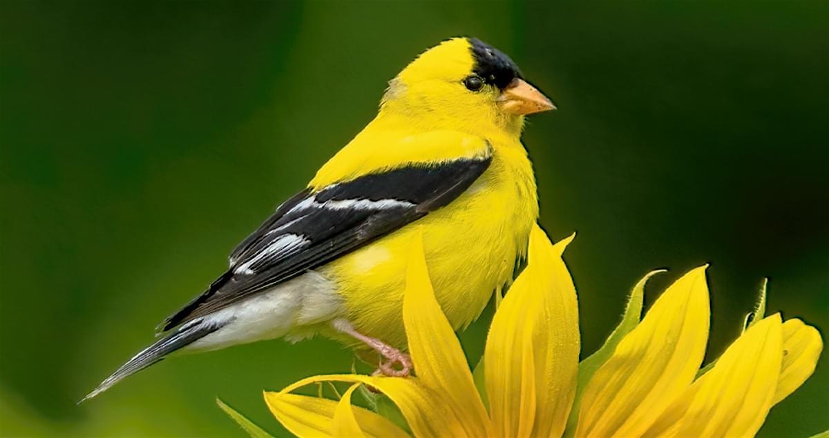 Birding & Stewardship Series: American Goldfinch