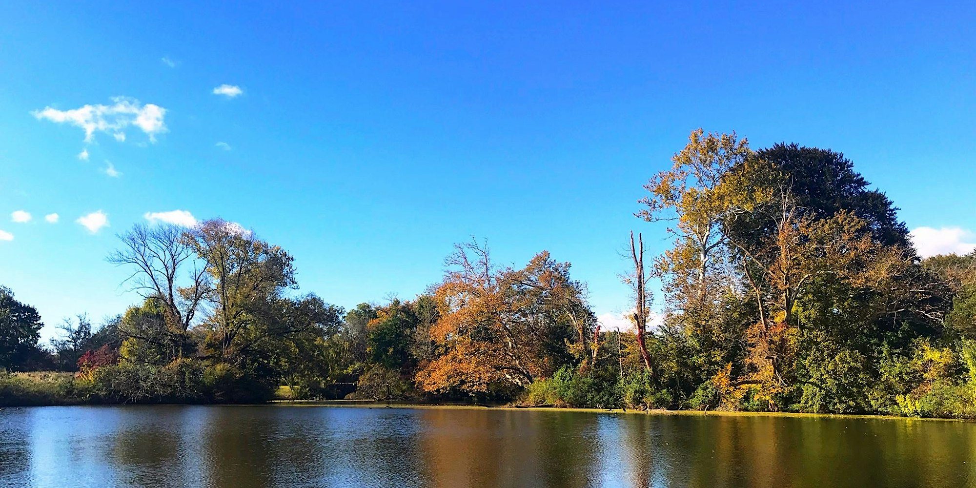 Autumn Dendrology Workshop