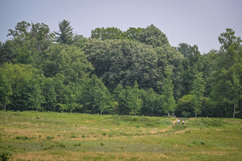 Two people walk through a large meadow surrounded by mature trees.