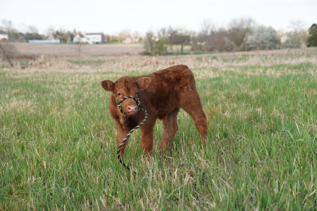 A young brown calf stands in a farm field.