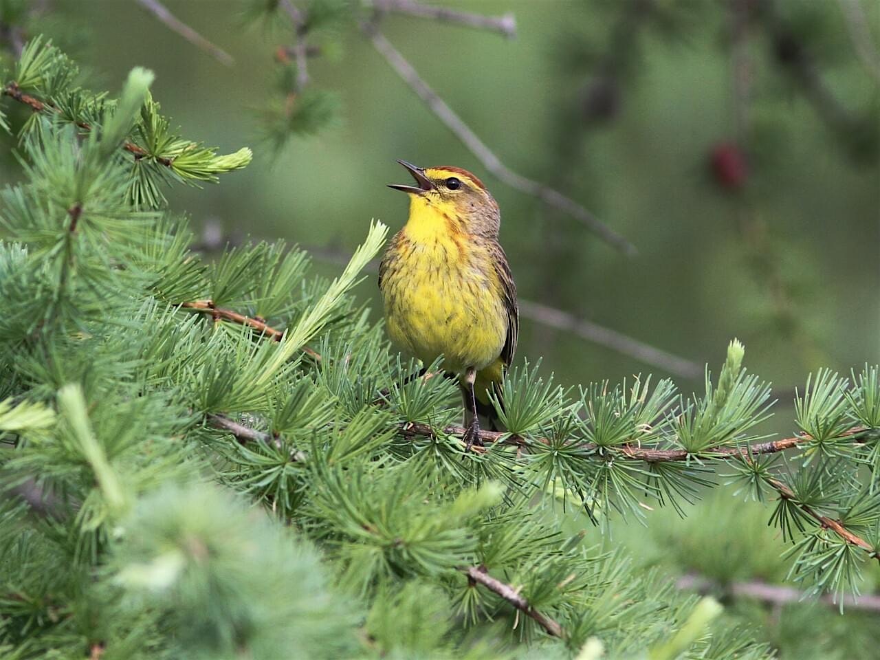 Birding & Stewardship Series: Palm Warbler