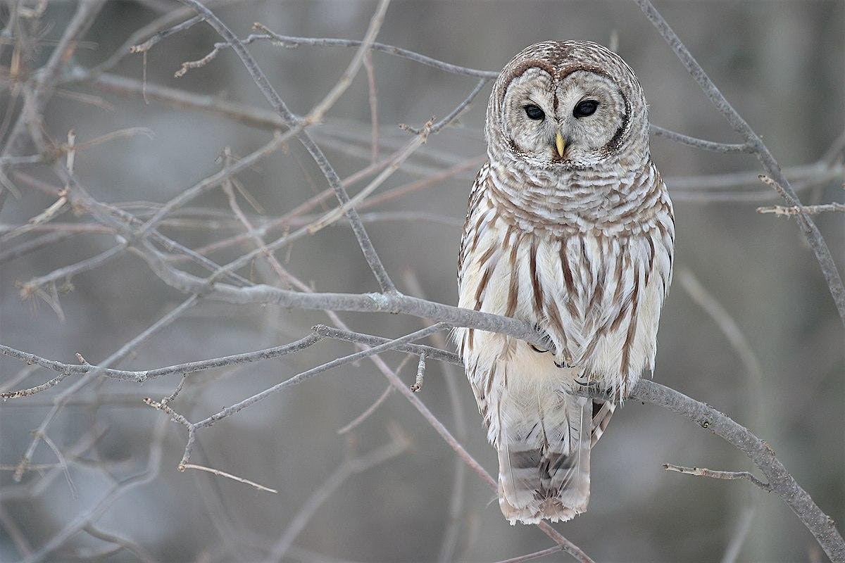 Birding & Stewardship Series: Barred Owl