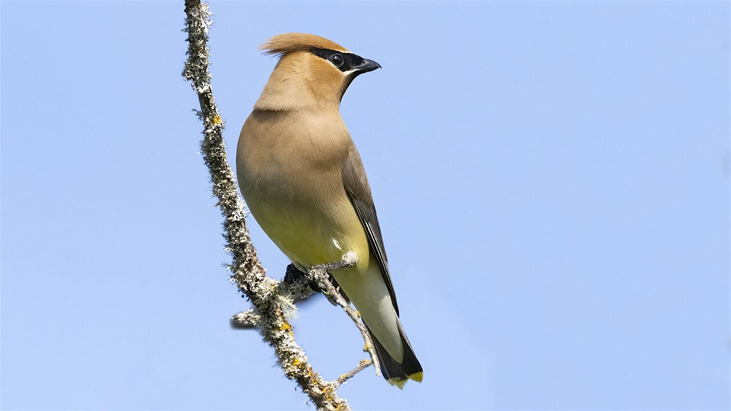 Birding & Stewardship Series: Cedar Waxwing