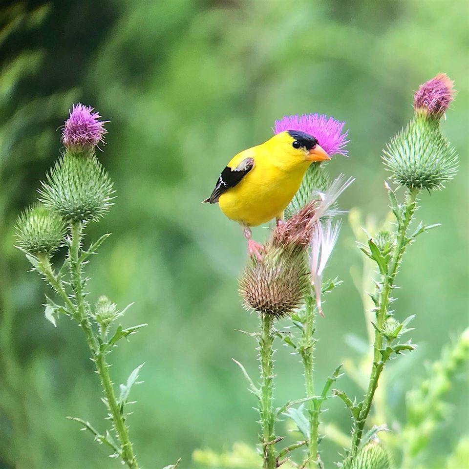 Goldfinch Galore Walk