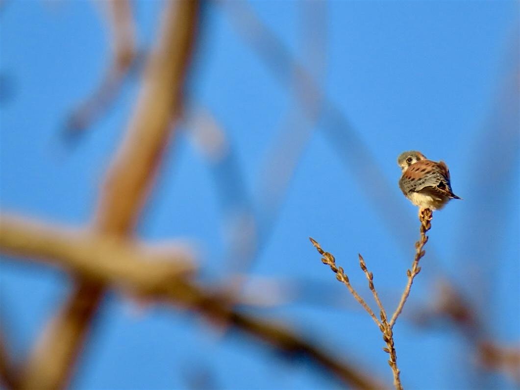 Late Summer Bird Walk