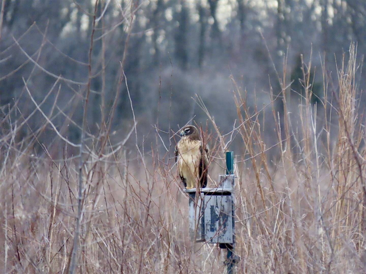 Northern Harriers and Short-eared Owls Walk