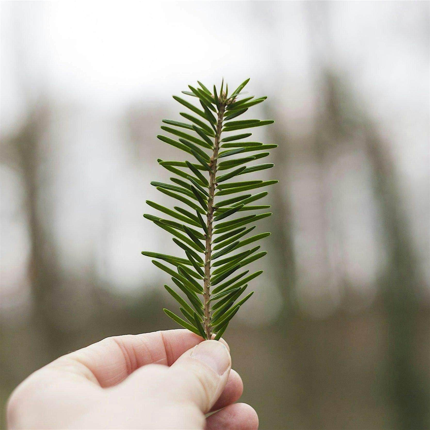 Conifer Walk