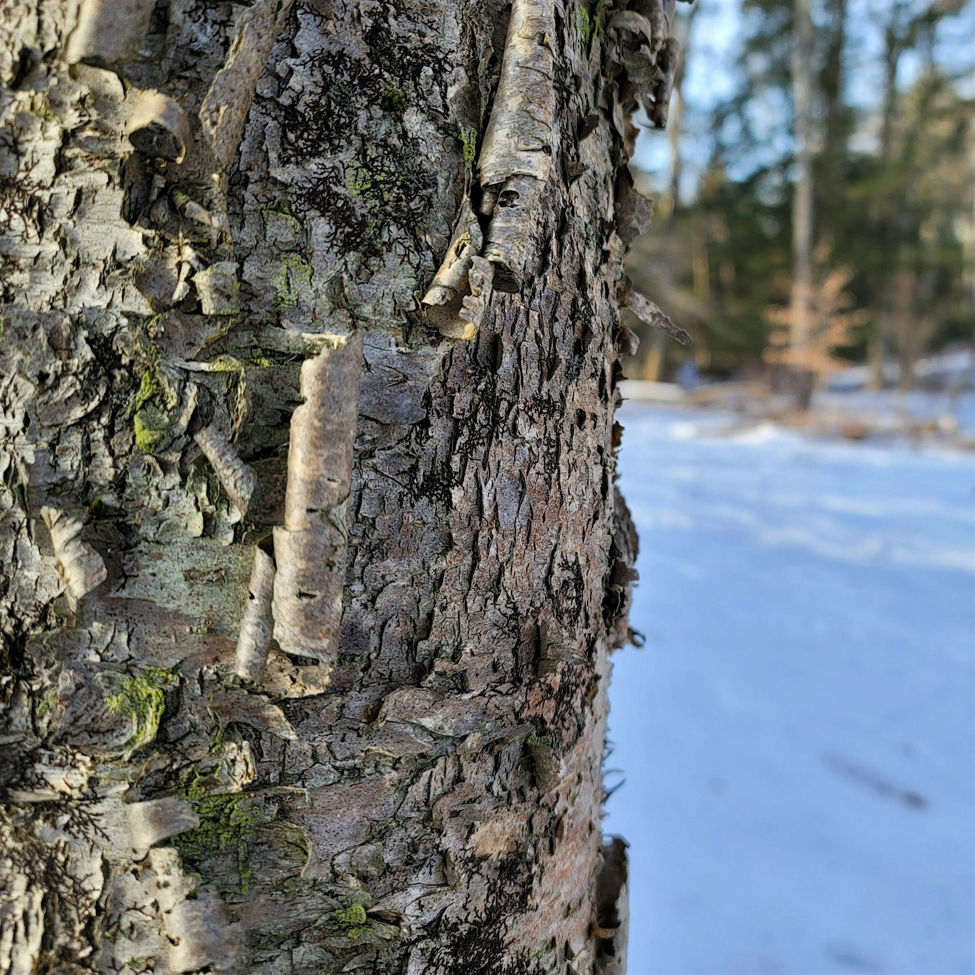 Winter Dendrology Workshop