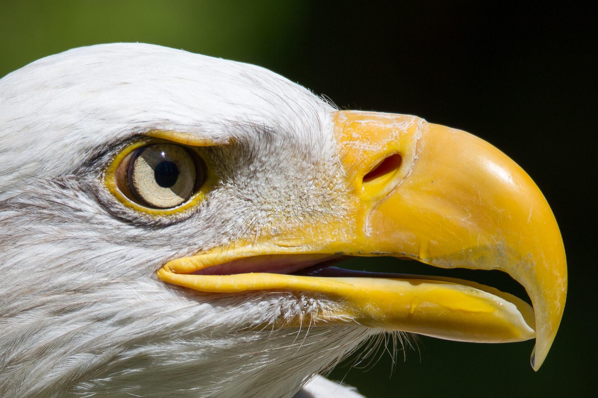 Bald Eagles in the MS Classroom